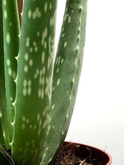 Aloe Vera barbadensis miller