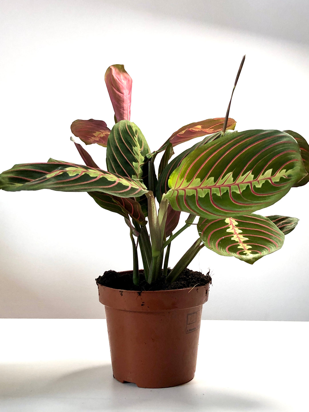 Maranta leuconeura Fascinator - Prayer Plant