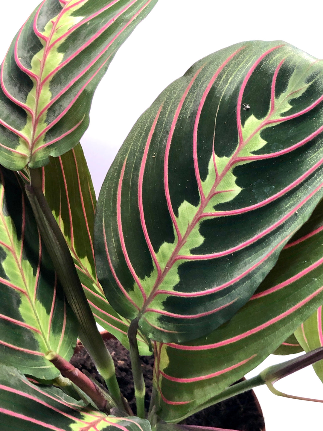 Maranta leuconeura Fascinator - Prayer Plant