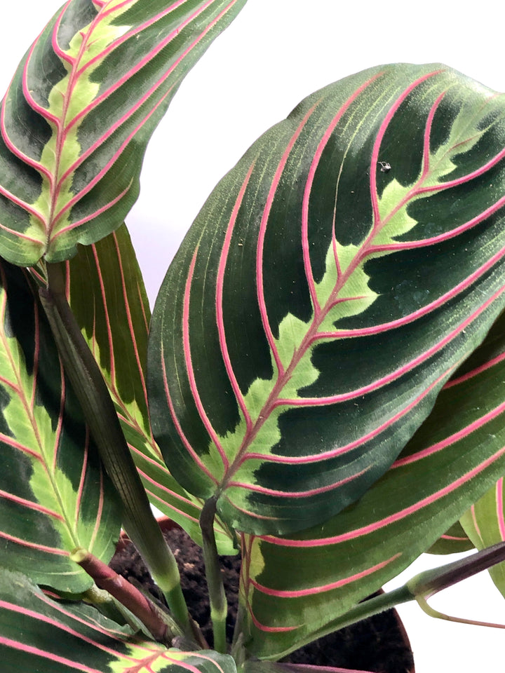 Maranta leuconeura Fascinator - Prayer Plant