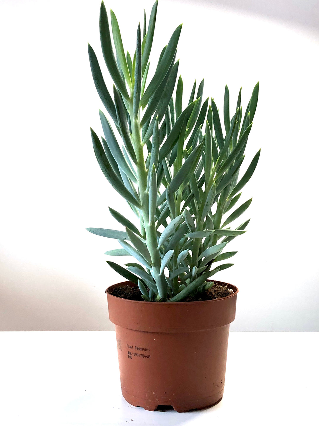 Senecio Ficoides-Curio Mt Everest
