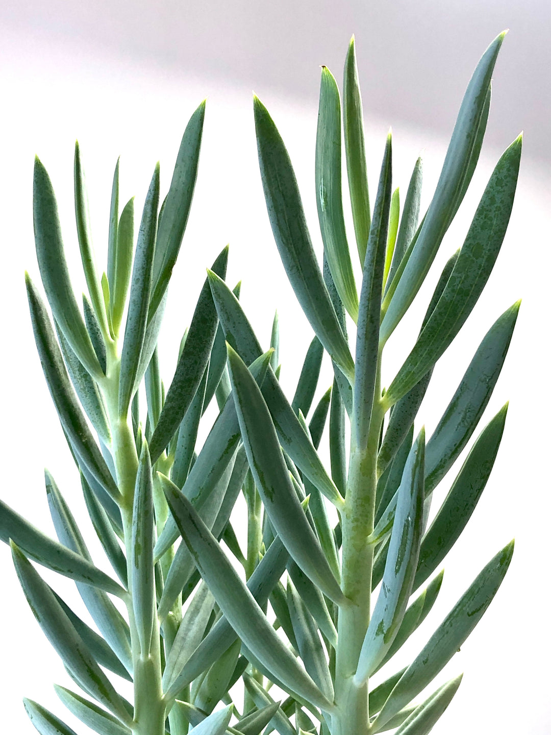 Senecio Ficoides-Curio Mt Everest
