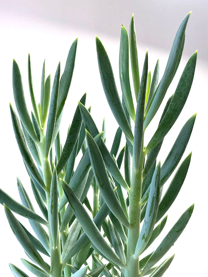 Senecio Ficoides-Curio Mt Everest