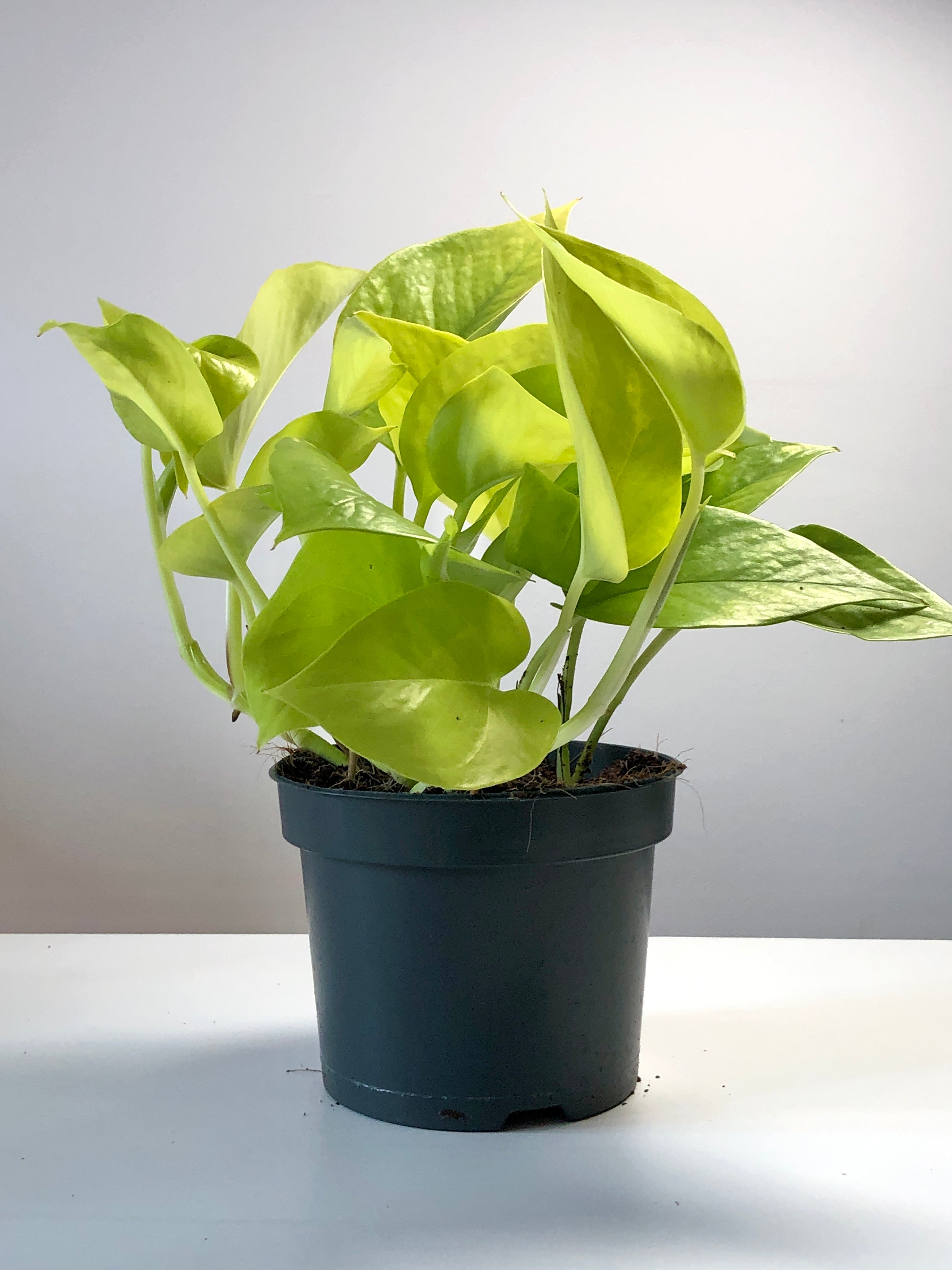 8+ Pothos Neon Plant Epipremnum aureum ‘Neon’ – Buy Neon Pothos Houseplant Online UK – Plant
