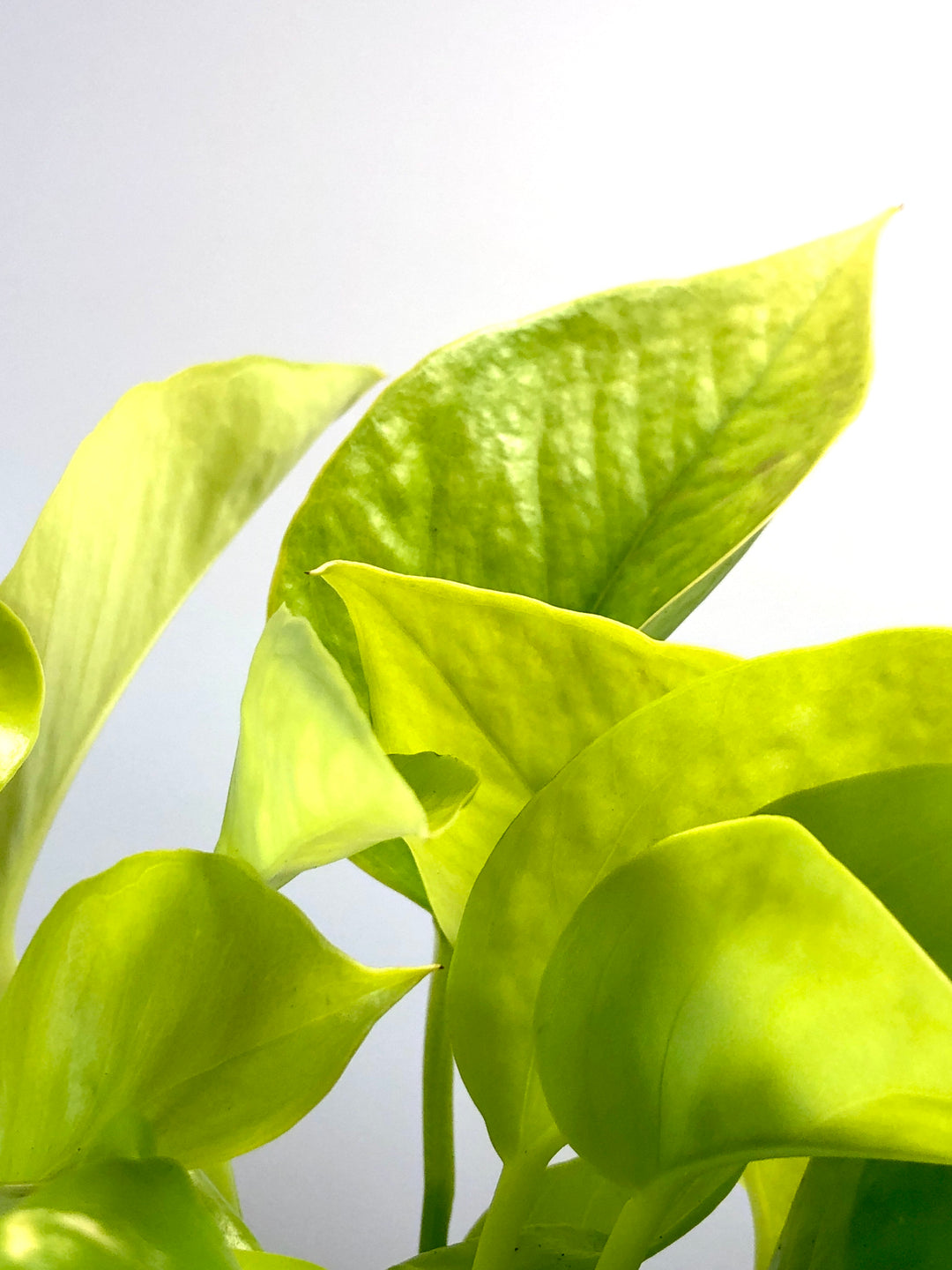 Epipremnum aureum Neon - Neon Pothos