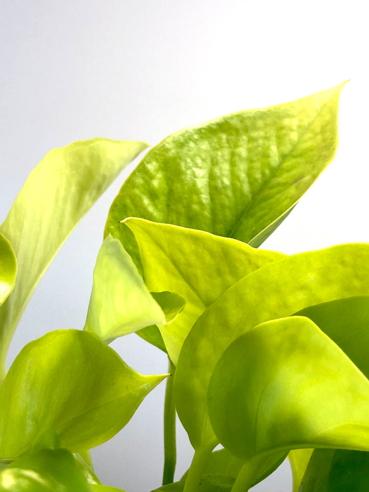 Epipremnum aureum Neon - Neon Pothos