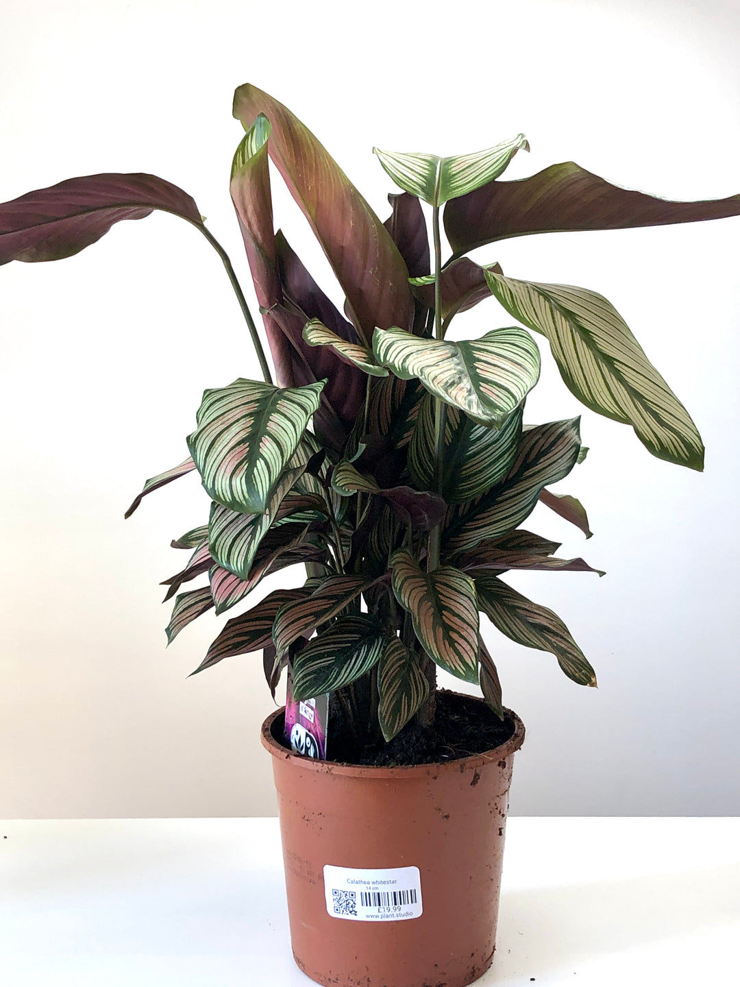 Calathea Whitestar