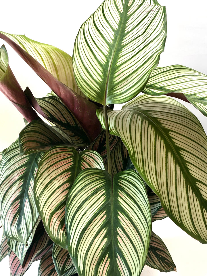 Calathea Whitestar