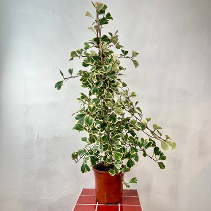 Ficus triangularis ‘Sweetheart’