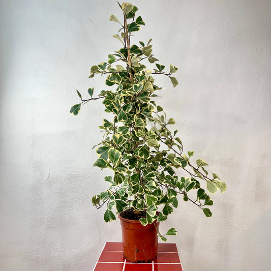 Ficus triangularis ‘Sweetheart’