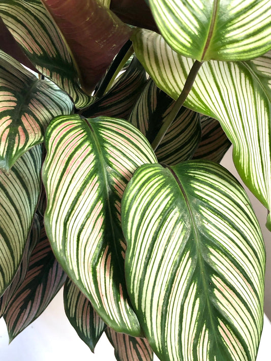 Calathea Whitestar