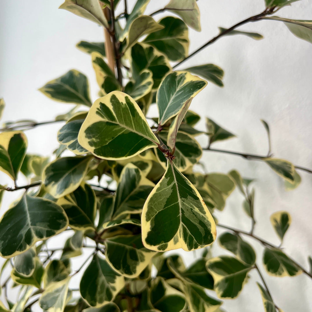 Ficus triangularis ‘Sweetheart’