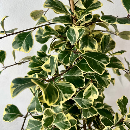 Ficus triangularis ‘Sweetheart’