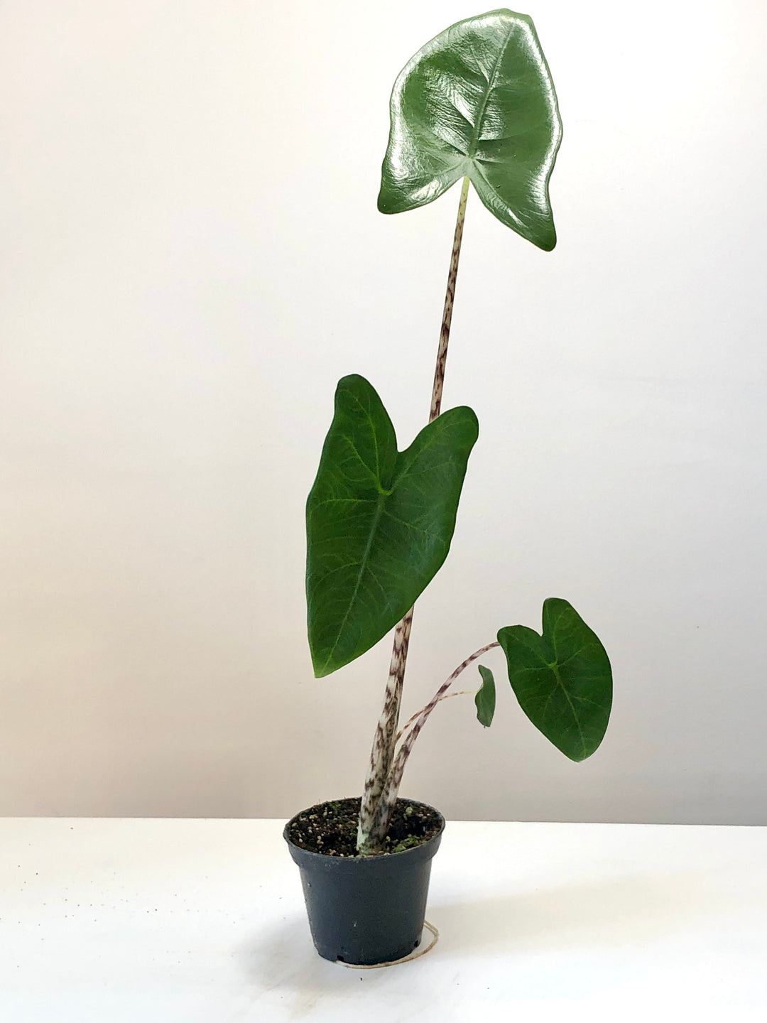 Alocasia Zebrina