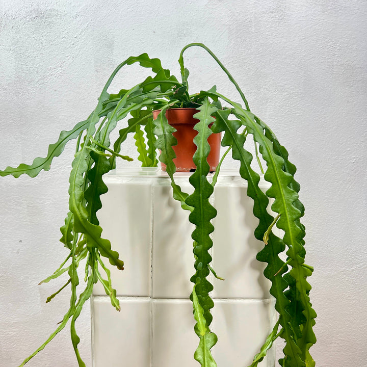 Epiphyllum Anguliger - Fishbone Cacti