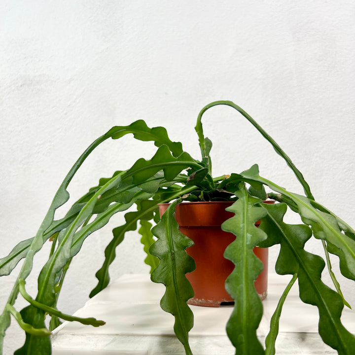 Epiphyllum Anguliger - Fishbone Cacti