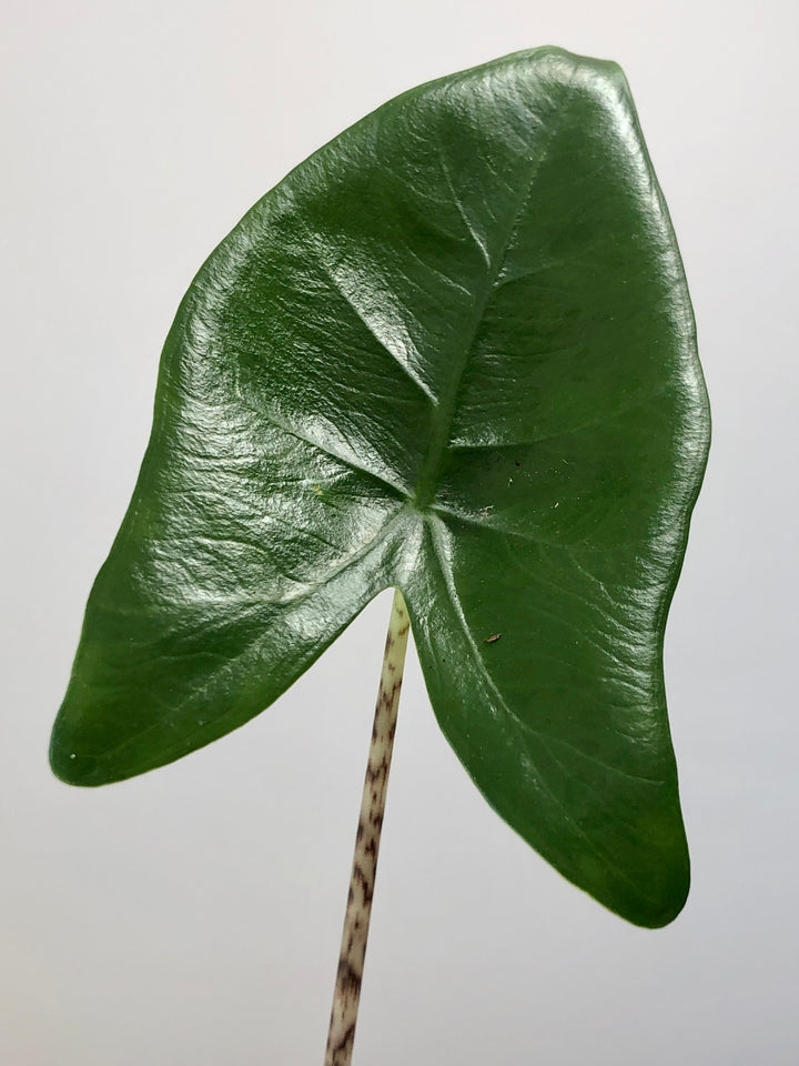 Alocasia Zebrina