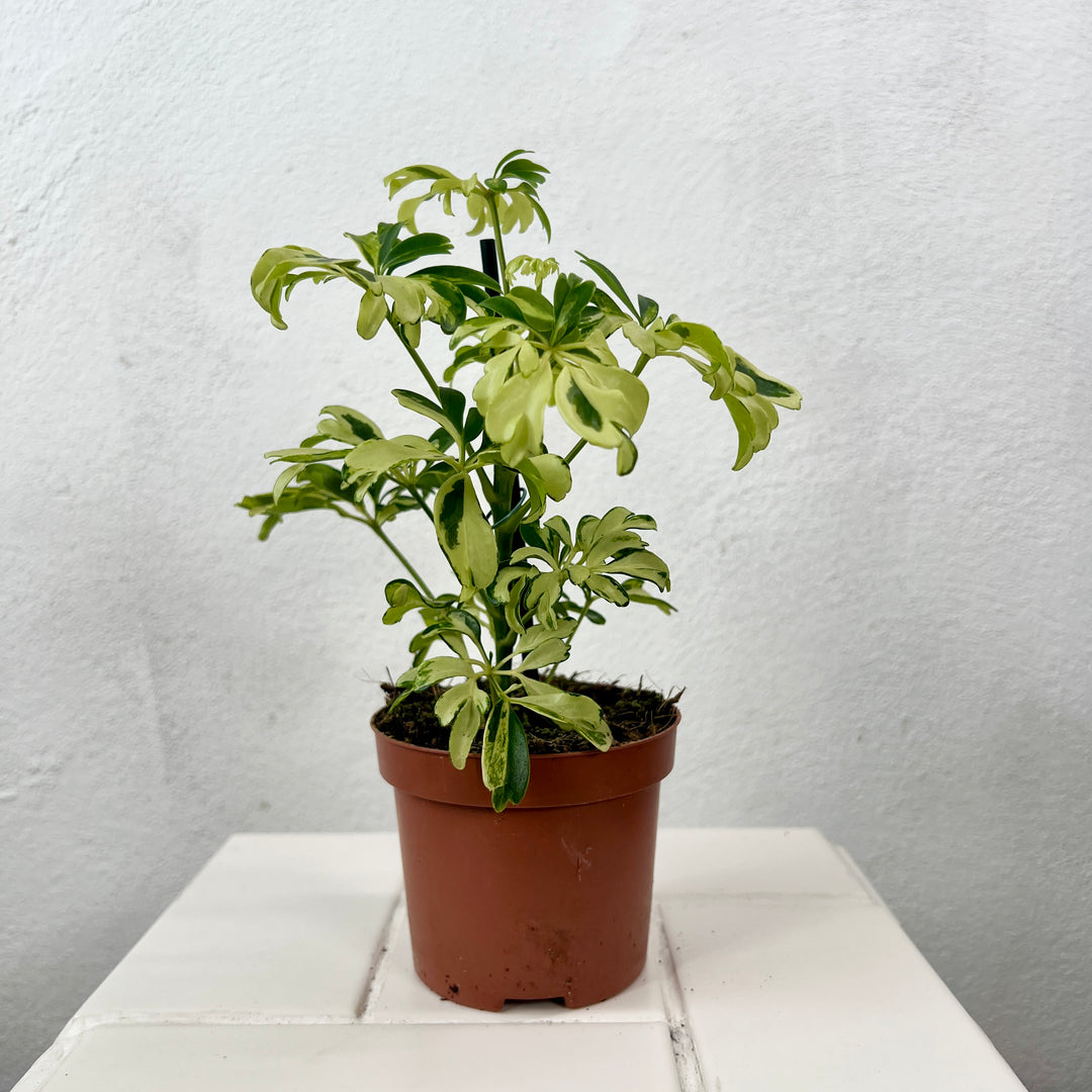 schefflera arboricola variegated Schefflera arboricola 'Janine' – Variegated Umbrella Plant