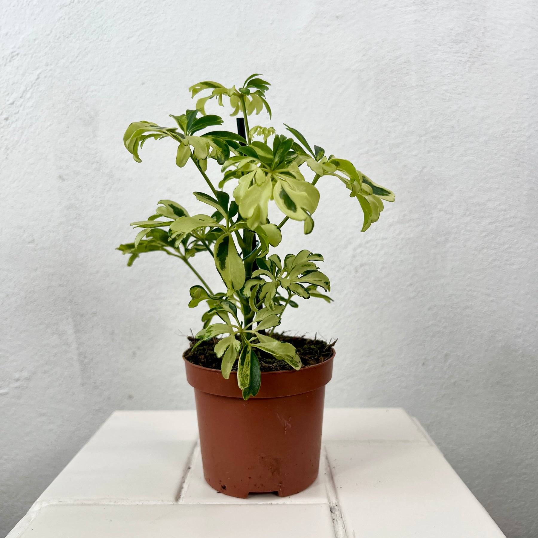 repotting schefflera arboricola Schefflera arboricola 'Janine' – Variegated Umbrella Plant