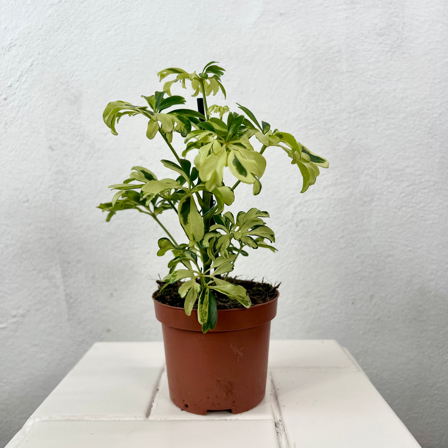 Schefflera arboricola ‘Janine’ – Variegated Umbrella Plant