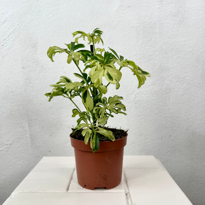 Schefflera arboricola ‘Janine’ – Variegated Umbrella Plant