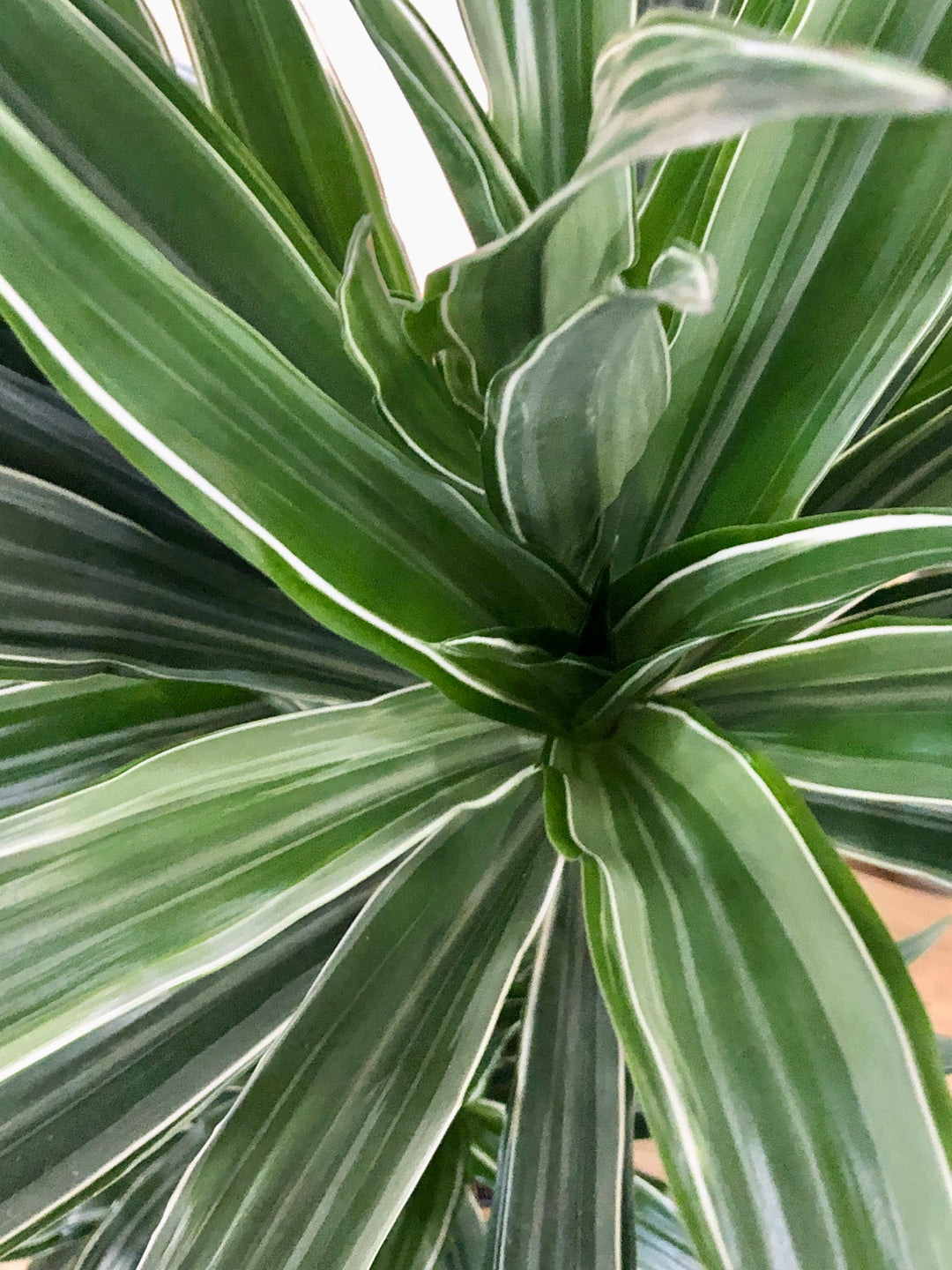 Dracaena Warneckei -Dragon tree