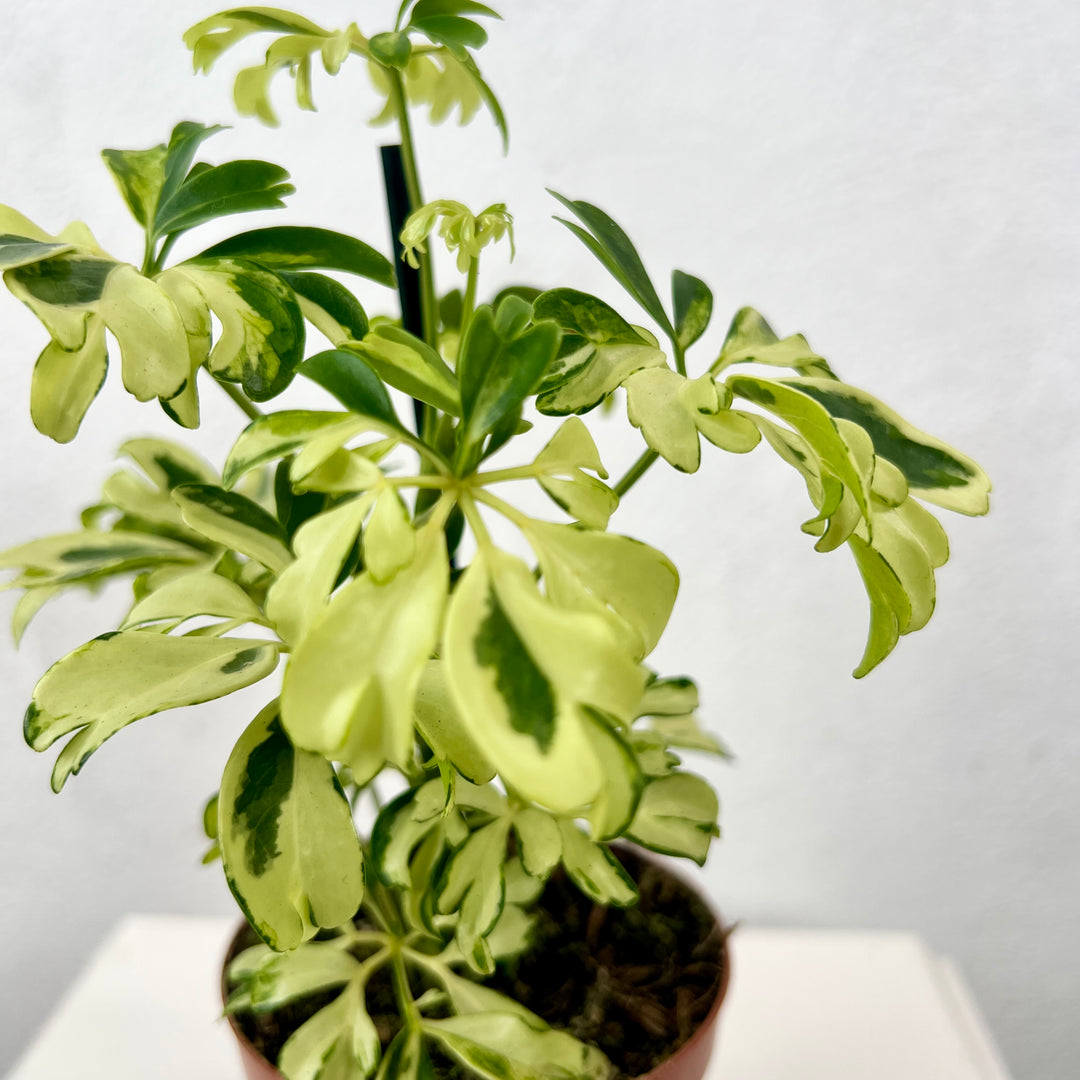 schefflera arboricola janine Schefflera arboricola 'Janine' – Variegated Umbrella Plant