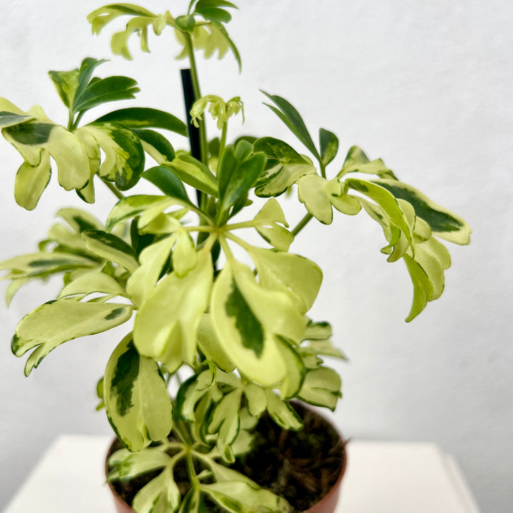 Schefflera arboricola ‘Janine’ – Variegated Umbrella Plant