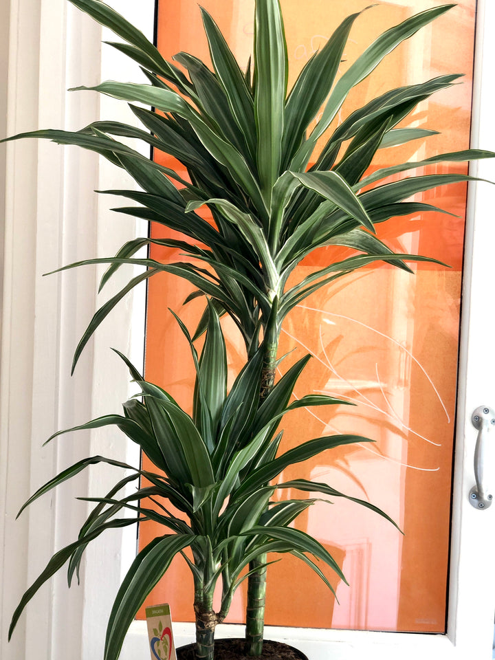 Dracaena Warneckei -Dragon tree
