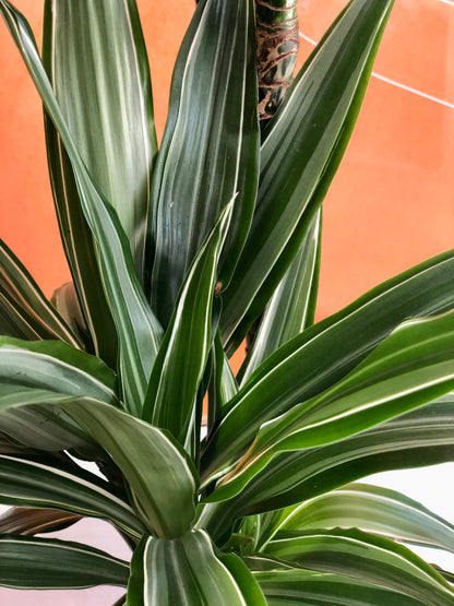 Dracaena Warneckei