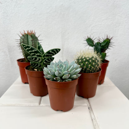 Cactus + Succulent Mix Lucky Dip