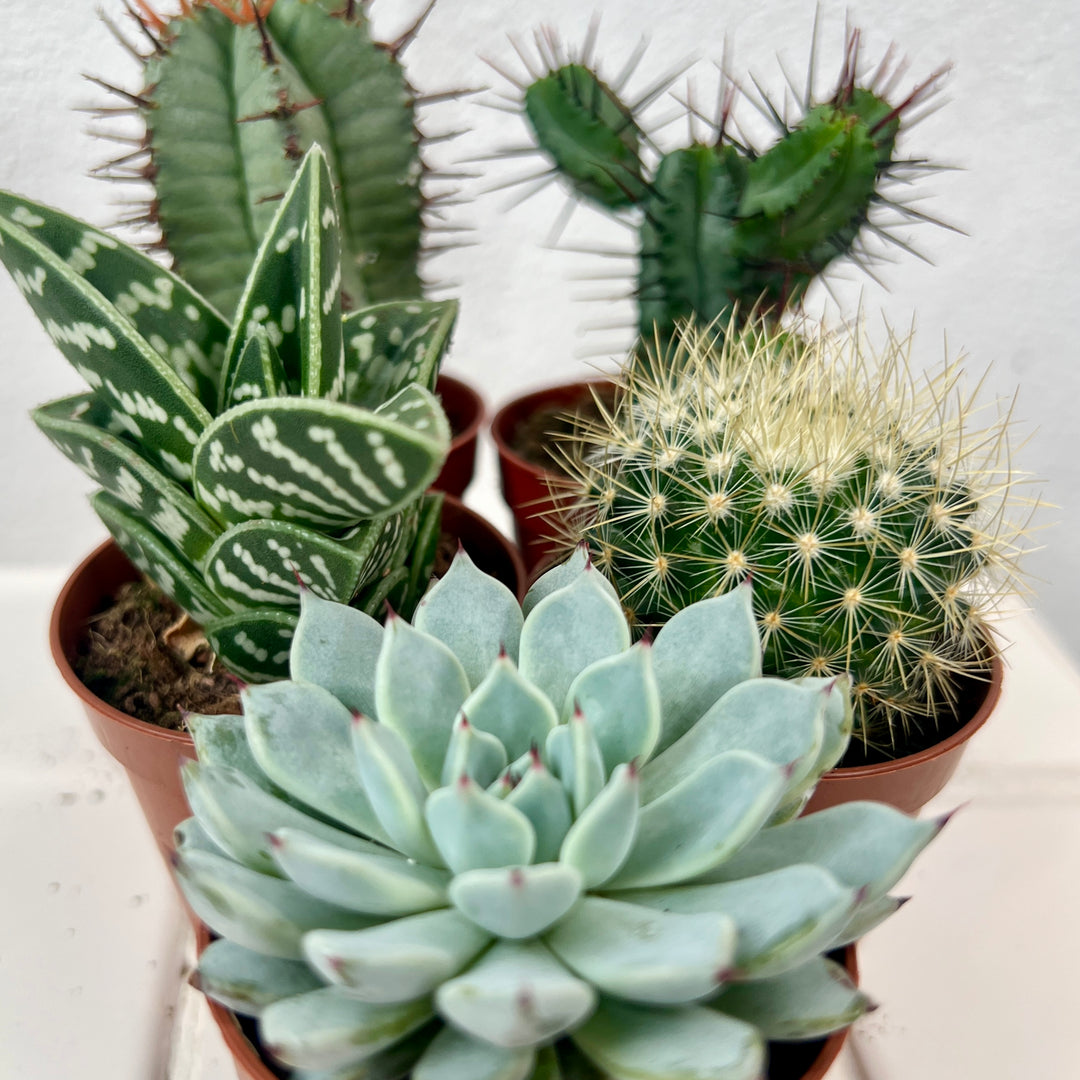 Cactus + Succulent Mix Lucky Dip