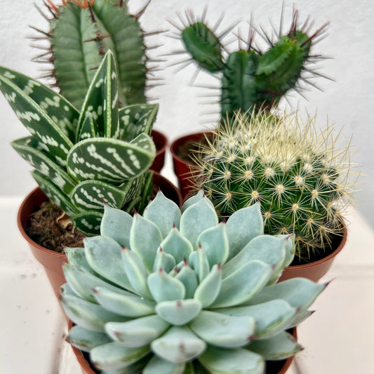 Cactus + Succulent Mix Lucky Dip
