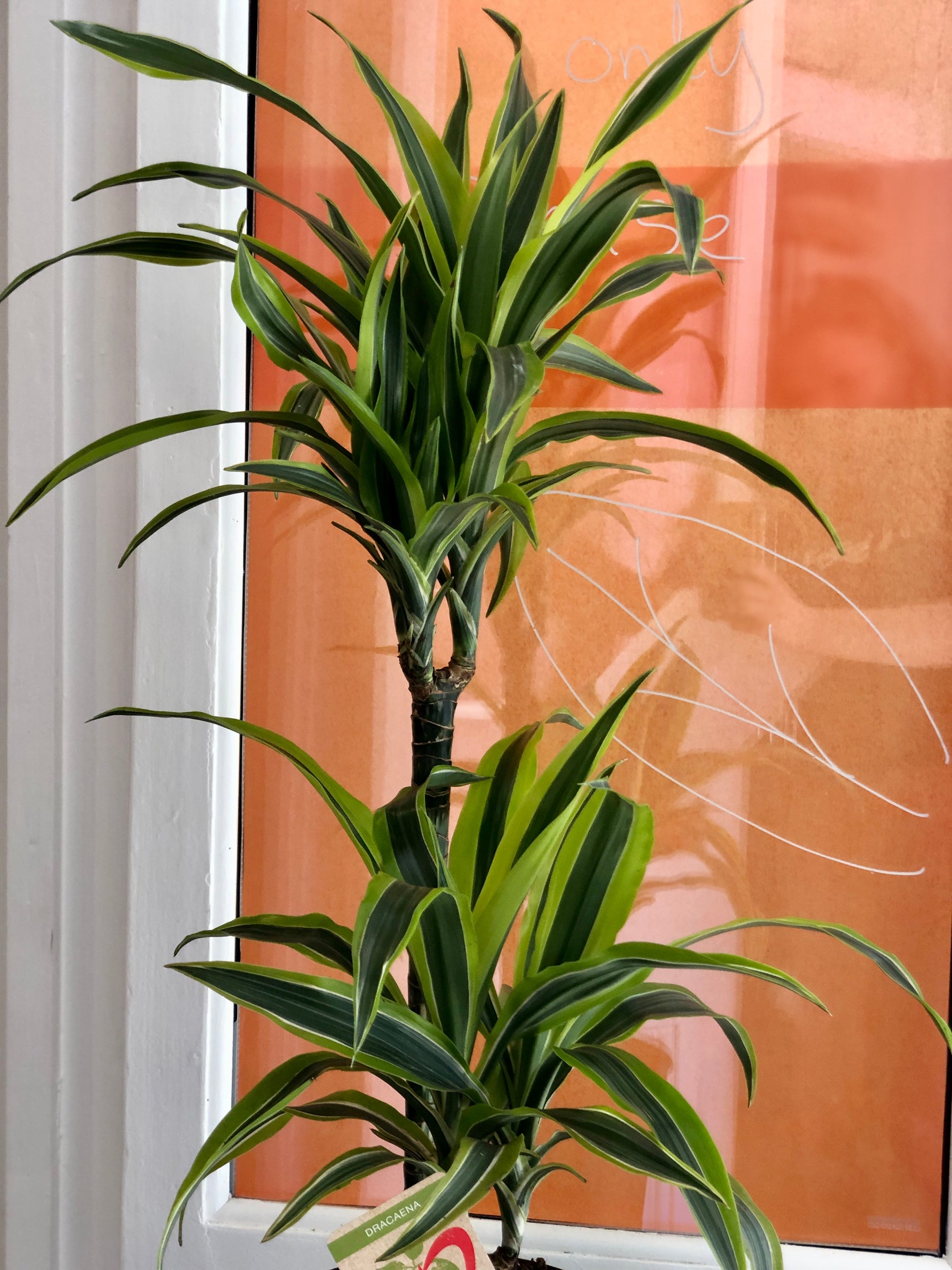 dracaena lemon lime pet friendly Dracaena 'Lemon Lime' – Easy-Care Striped Houseplant – Plant Studio