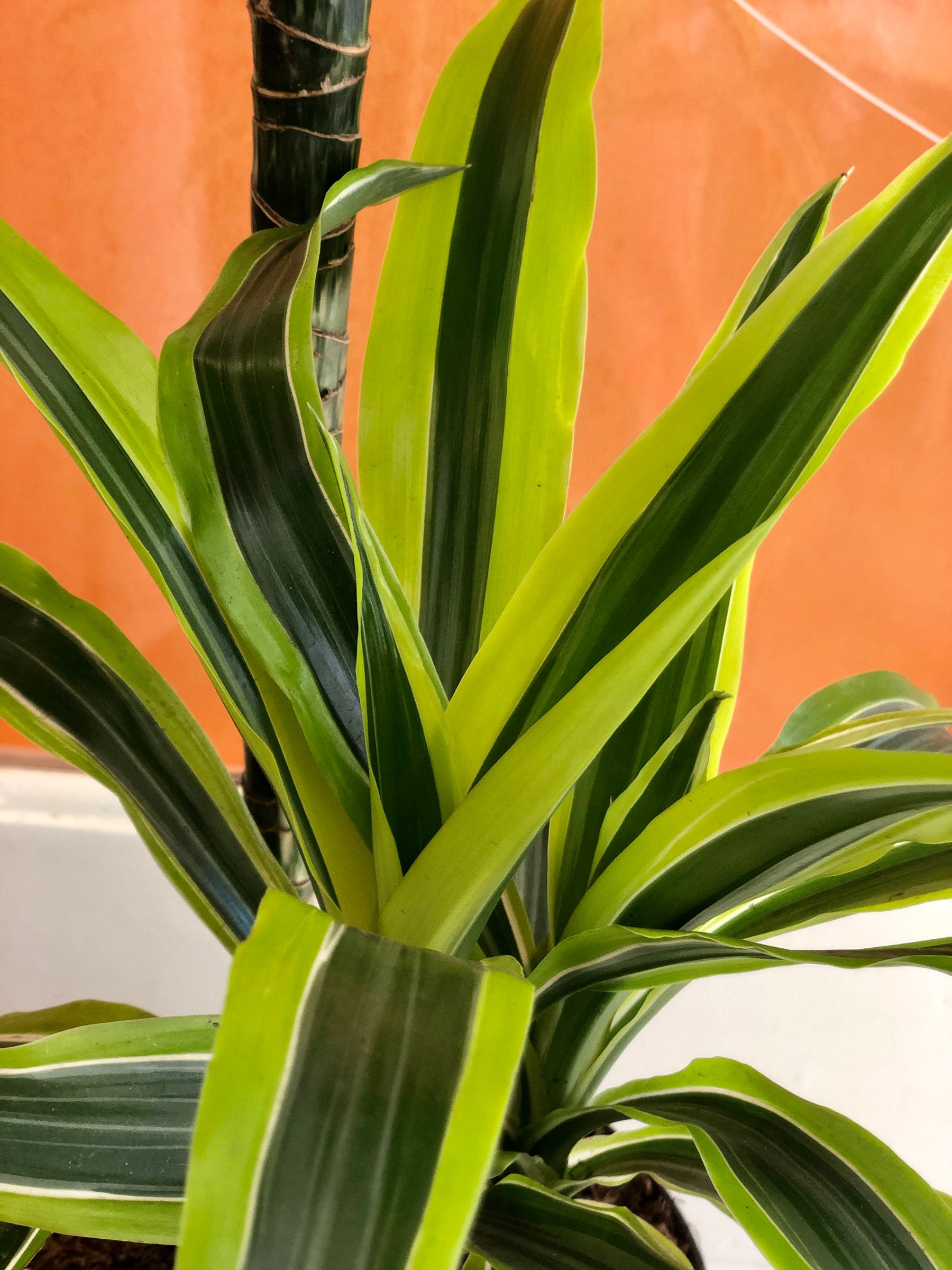 lemon lime dracaena brown spots Dracaena 'Lemon Lime' – Easy-Care Striped Houseplant – Plant Studio