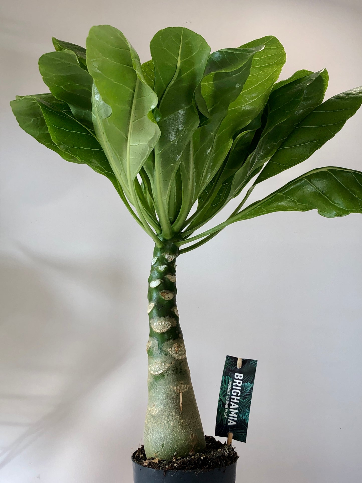 Brighamia Insignis Hawaiian Palm