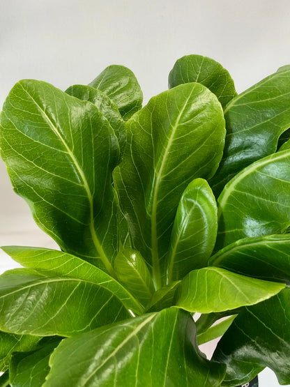 Brighamia Insignis Hawaiian Palm