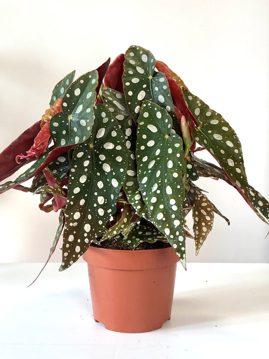 Begonia Maculata - polka dot begonia