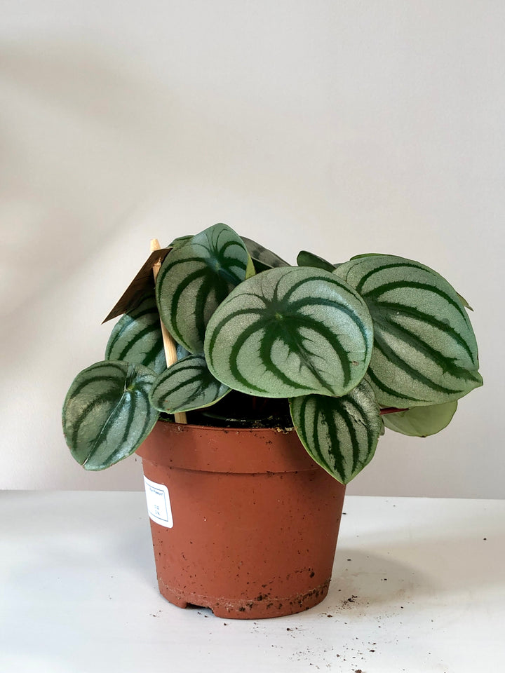 Peperomia Argyreia- Watermelon peperomia