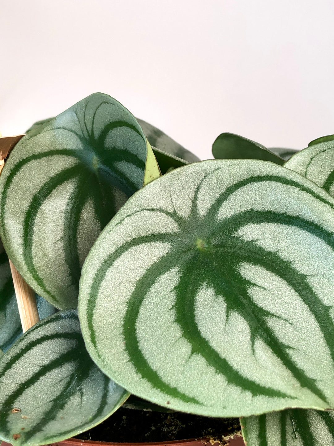 Peperomia Argyreia- Watermelon peperomia