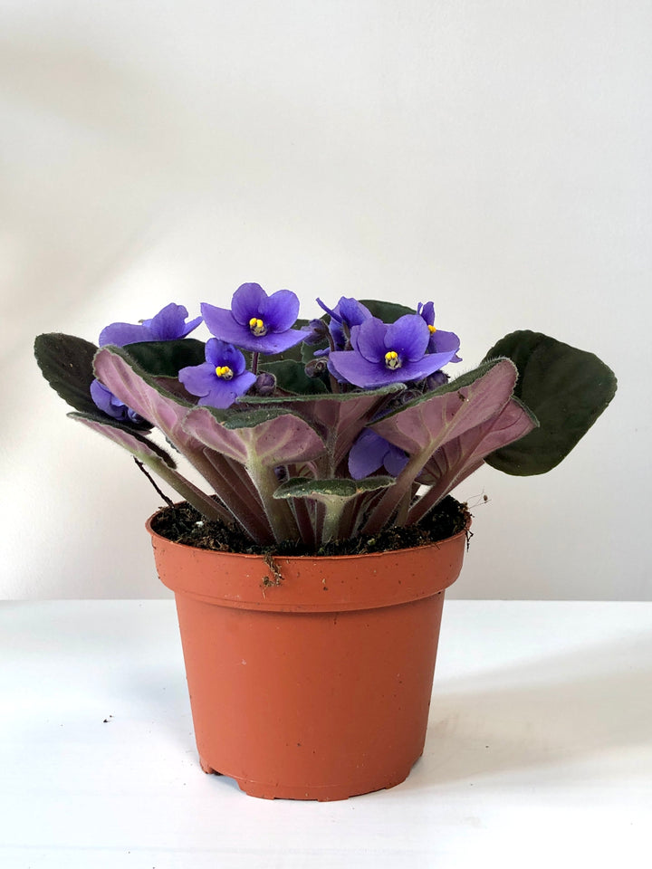 Voilà Saintpaulia - African violet