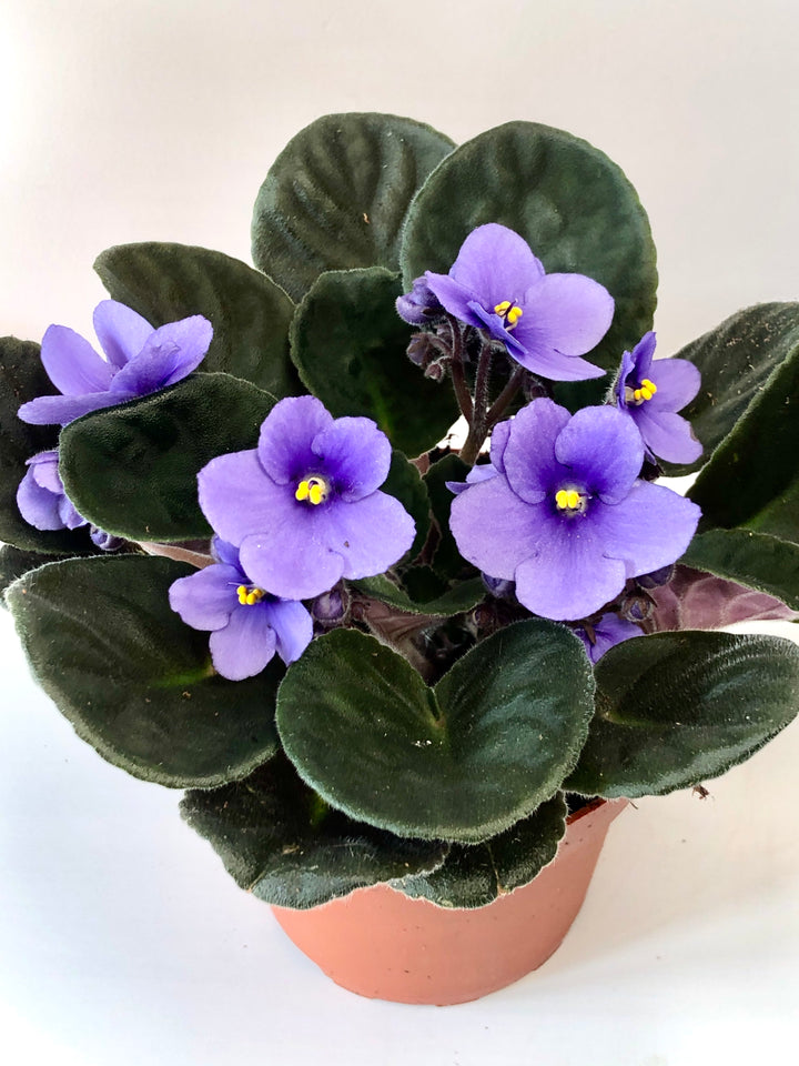 Voilà Saintpaulia - African violet