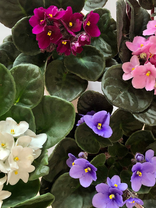 Voilà Saintpaulia - African violet