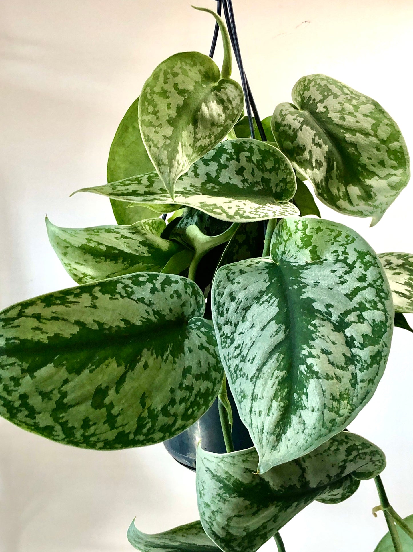 Scindapsus Pictus Trebie - Satin Pothos