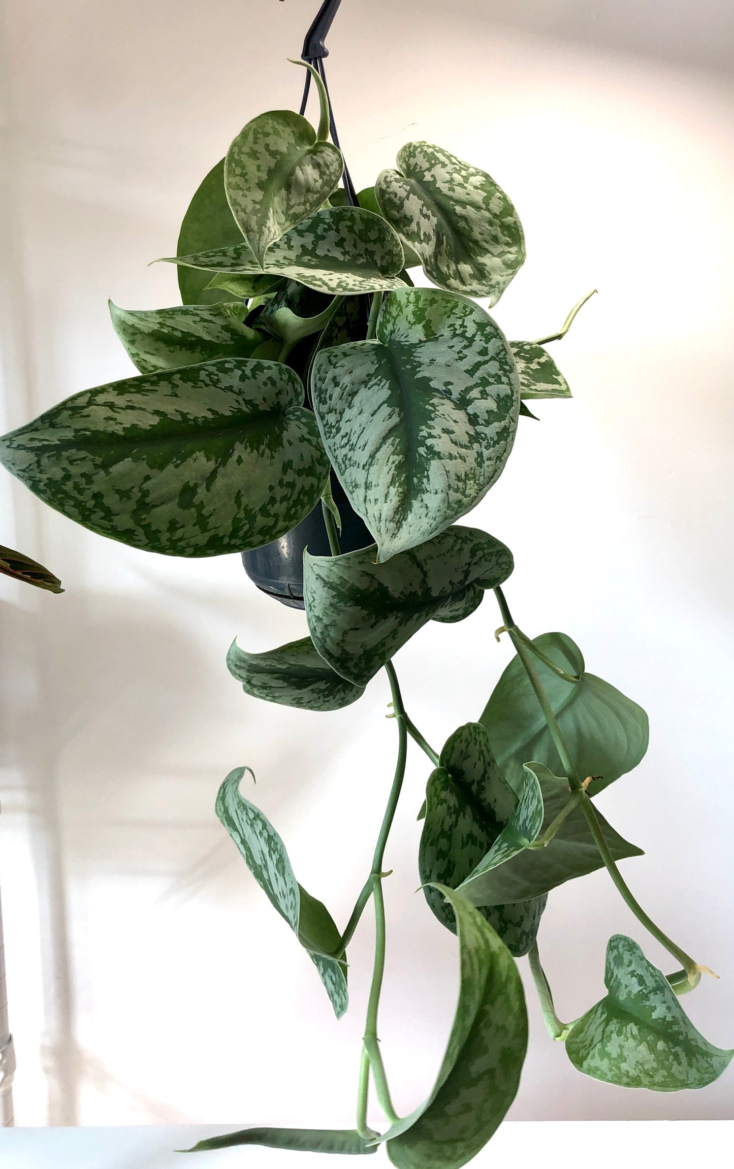 Scindapsus Pictus Trebie - Satin Pothos