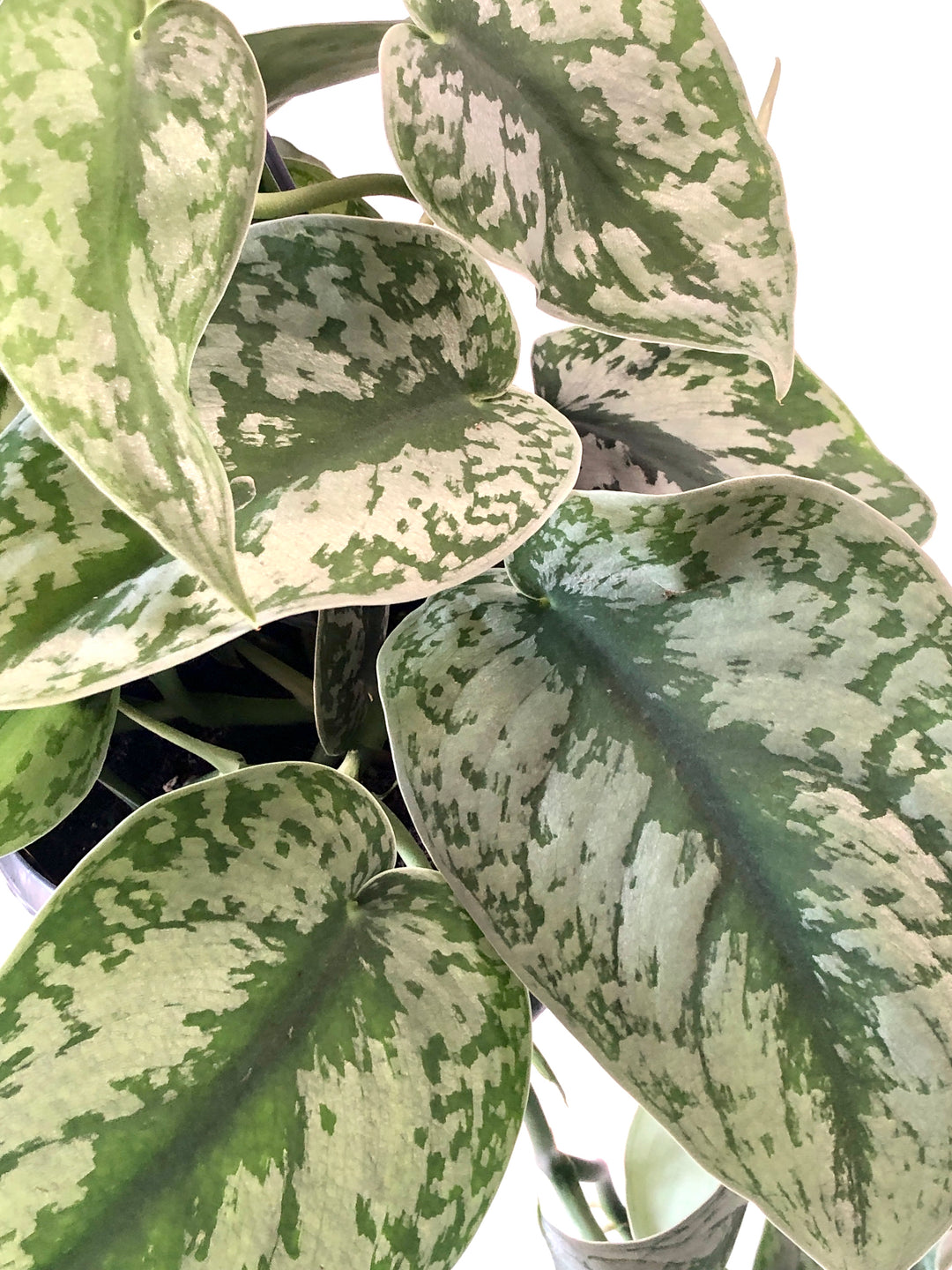 satin pothos trebie Scindapsus pictus 'Trebie' – Satin Pothos