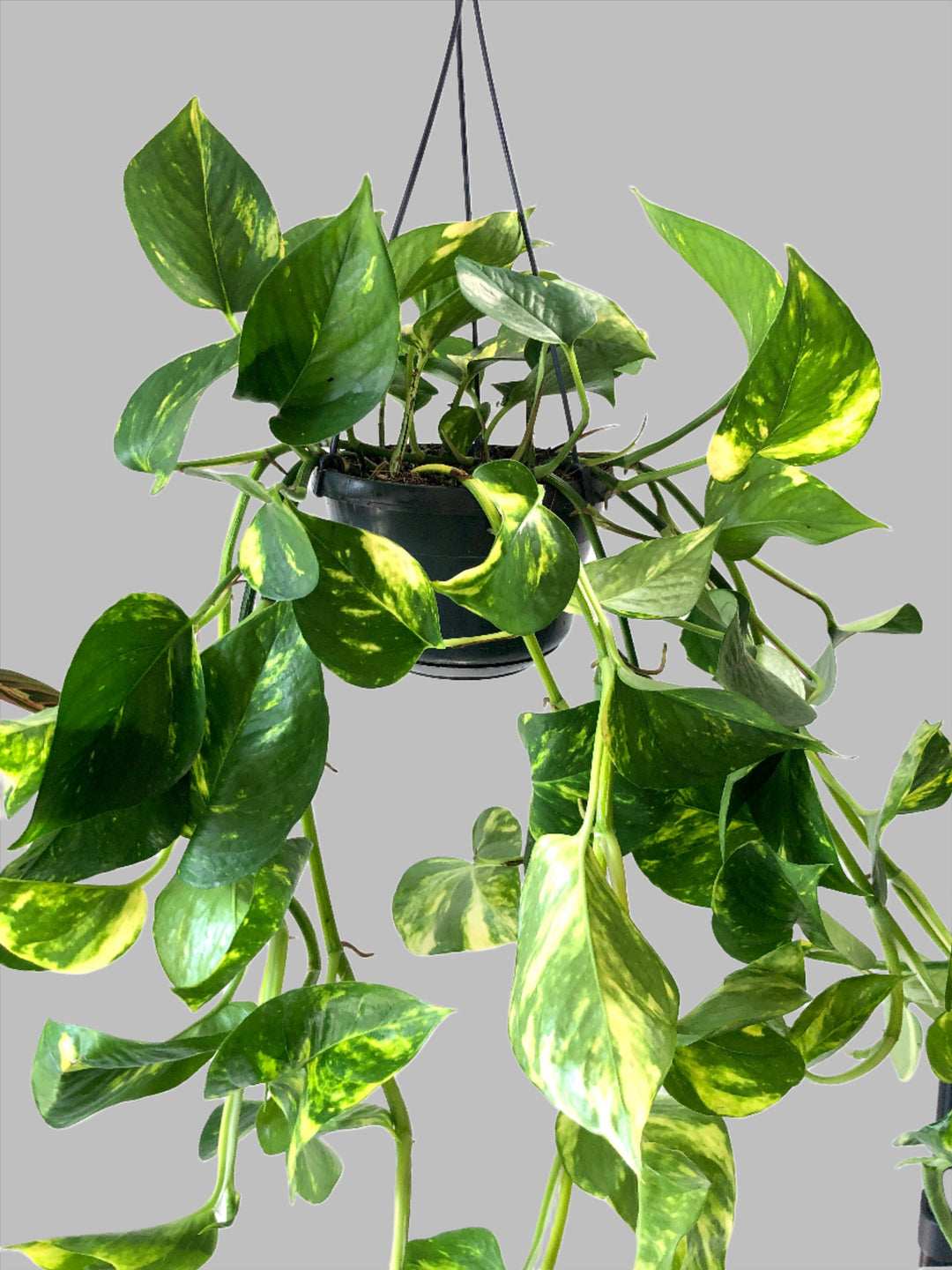 Epipremnum Aureum - Devils Ivy - golden pothos