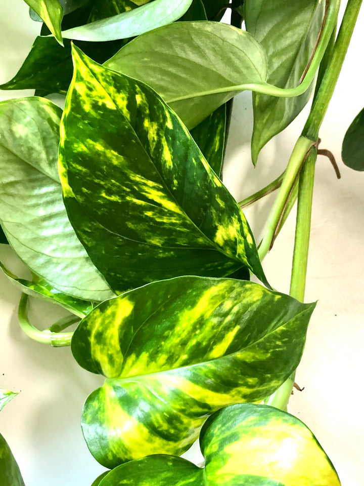 Epipremnum Aureum - Devils Ivy - golden pothos