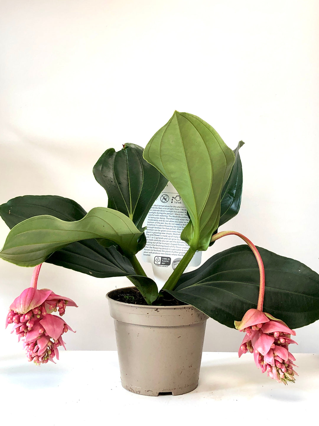 Medinilla Magnifica - Rose Grape