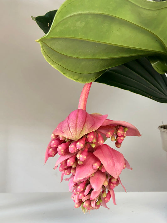 Medinilla Magnifica - Rose Grape